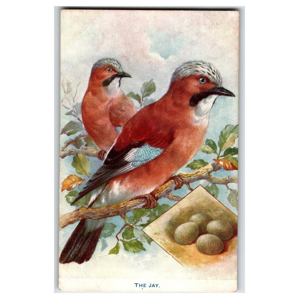 Raphael Tuck "The Jay" British Birds & Eggs Aquartie Postcard 9213